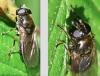 Cheilosia sp.